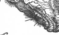 Dürer_rhino_full det