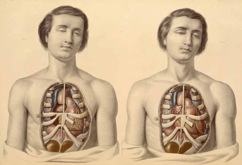 Anatomy--before and after