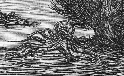 Octopus312